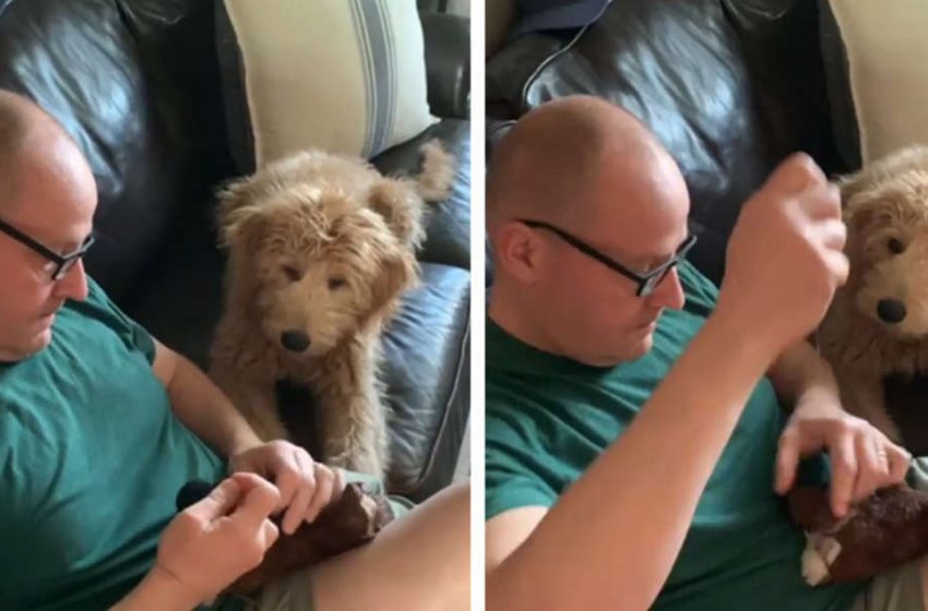  Dog Cries Until The “Surgery” On His Favorite Stuffed Animal Is Over