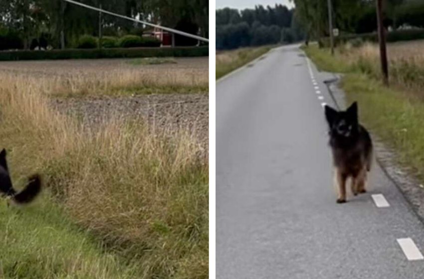  Dog Is Very Happy To Have Helped His Mom Find The Keys