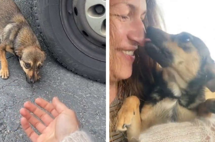 Abandoned Dog Melts Into The Rescuer’s Arms
