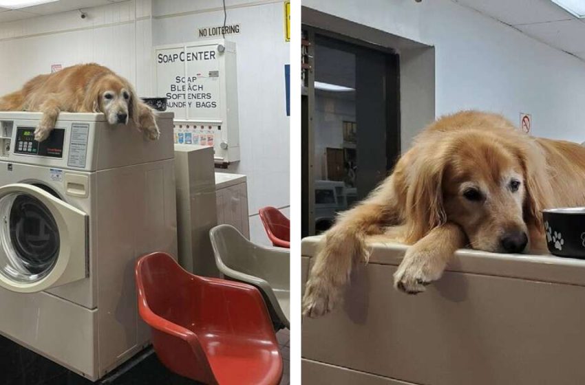  Dog Working At Laundromat Takes Naps Instead Of Working