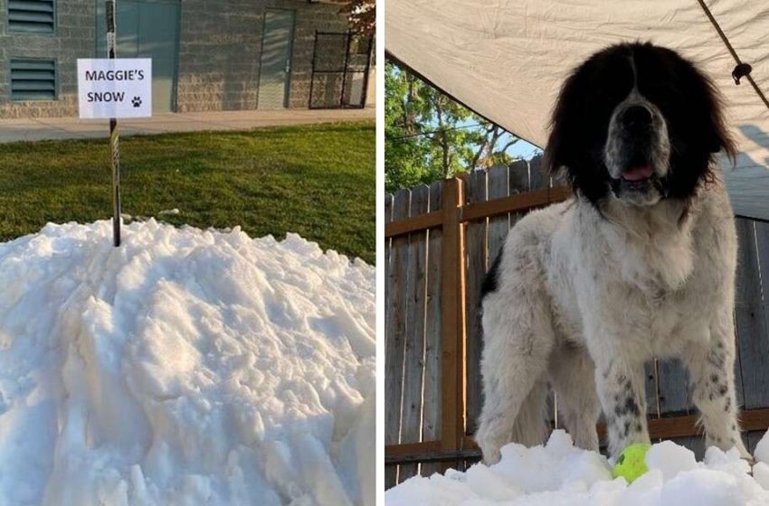  Dying Dog Gets A Snowy Party For The Last Time