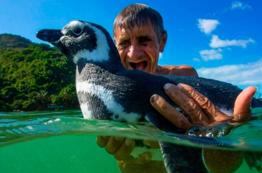 The penguin swims every year to visit the man who saved his life