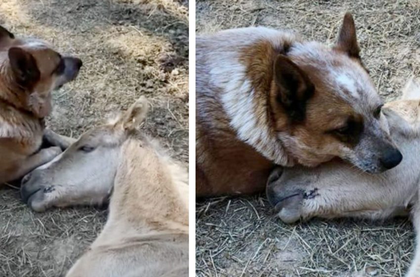  Dog Takes The Foal Under His Wing After The Last Becomes Orphaned