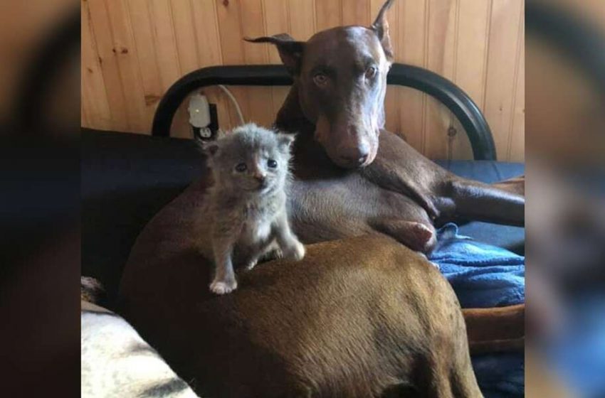  Dog Mom Adopts The Newbown Kitten And Carries Her Around