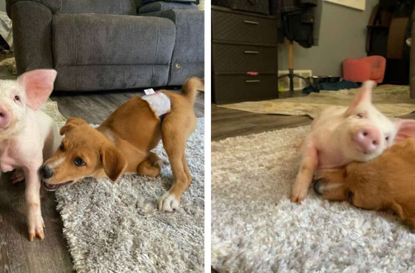  “Their Friendship Just Doesn’t Make Sense.” Piglet And Dog Instantly Become Best Friends