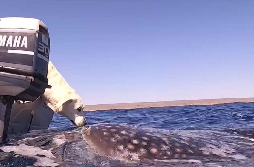  Owner Captured The Sweet Encounter Between Her Golden Retriever And A Whale Shark