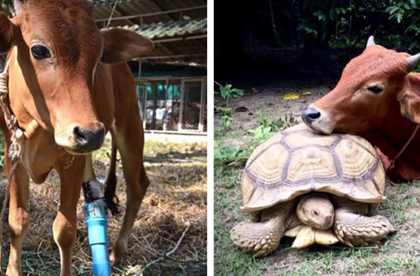  “They Are Adorable!” A Handicapped Cow Became Friends With A Giant Turtle