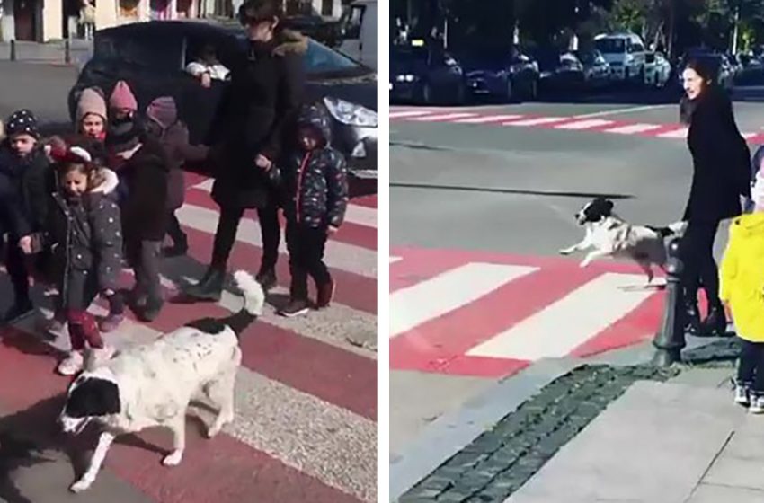 Cute Dog Comes To Help The Kids Cross The Road Safely Every Day