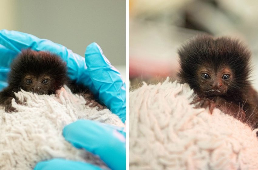  Zookeepers Took Care Of The Tiny Monkey That Got Rejected By Her Mother