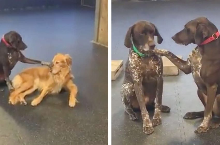  Dog Can’t Keep Her Paws Off Other Pups
