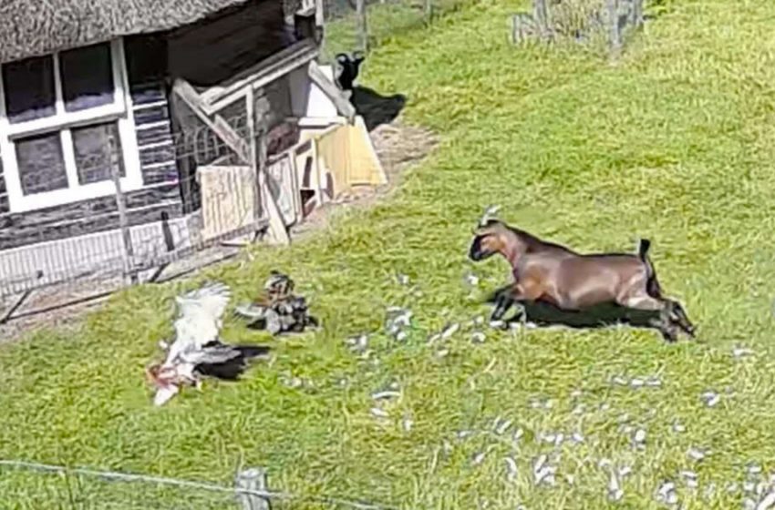  Goat and Rooster Save Their Chicken Friend From Being Attacked