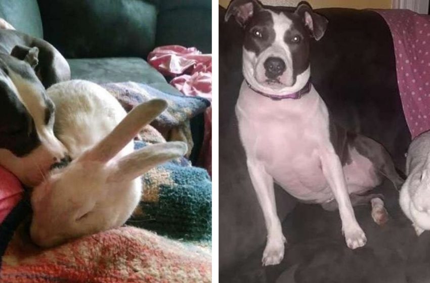  Abused Pitbull Instantly Bonds With His New Friend Rabbit