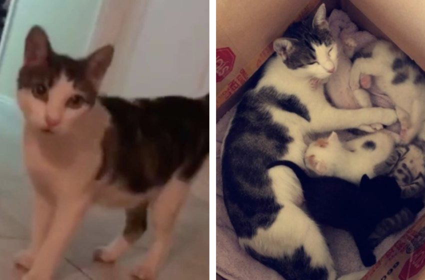  Cat Mom Breaks Into Stranger’s House To Save Her Babies