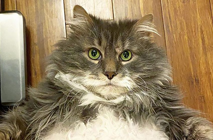  Overweight Cat Loses Weight After Being Severely Abused By Former Owners