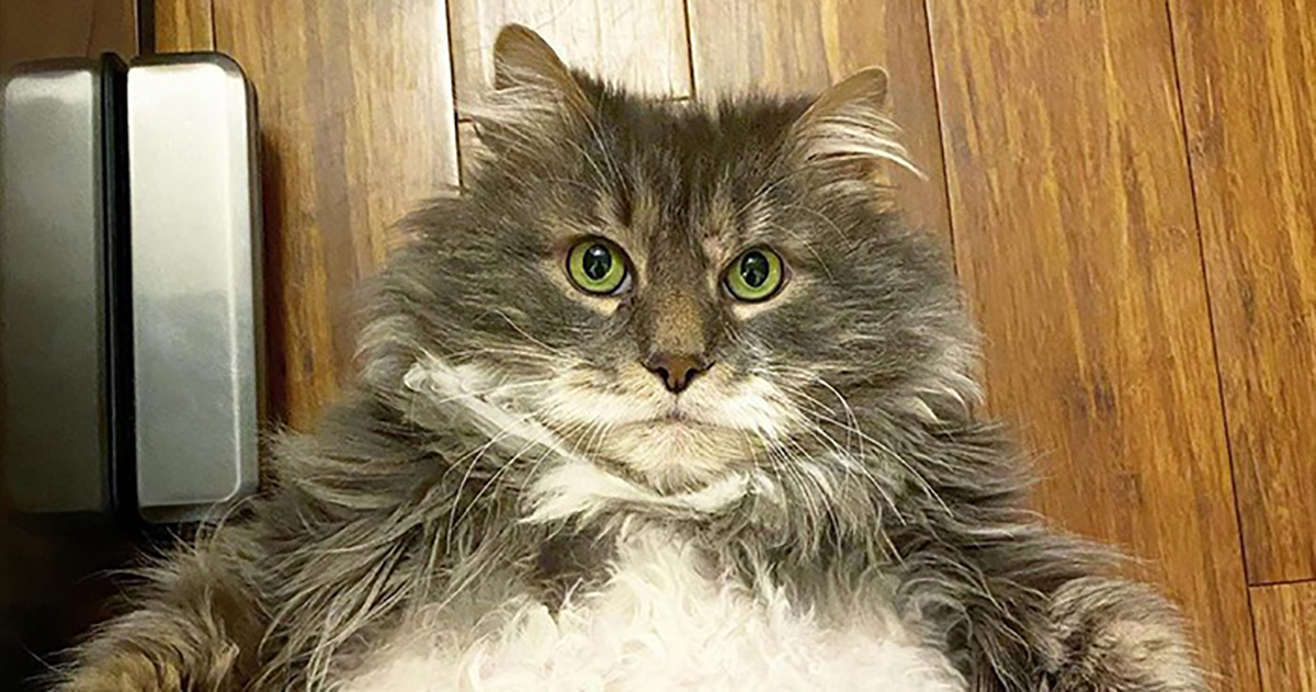 Overweight Cat Loses Weight After Being Severely Abused By Former