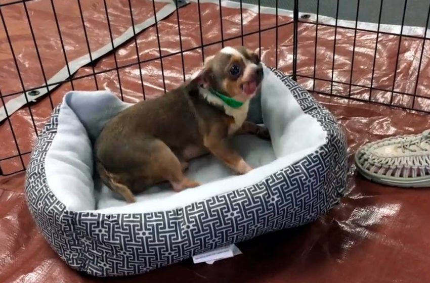  A dog rescued from a puppy factory is happier than ever to get out of a tiny cage and get his dream bed!