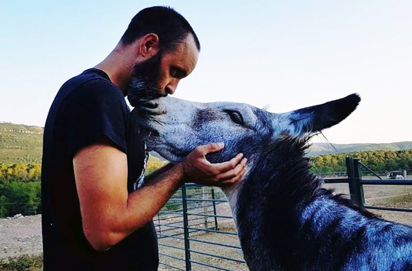 The unfortunate and injured donkey was rescued and taken to an animal shelter. The melancholic animal has come to life in a friendly and loving atmosphere!