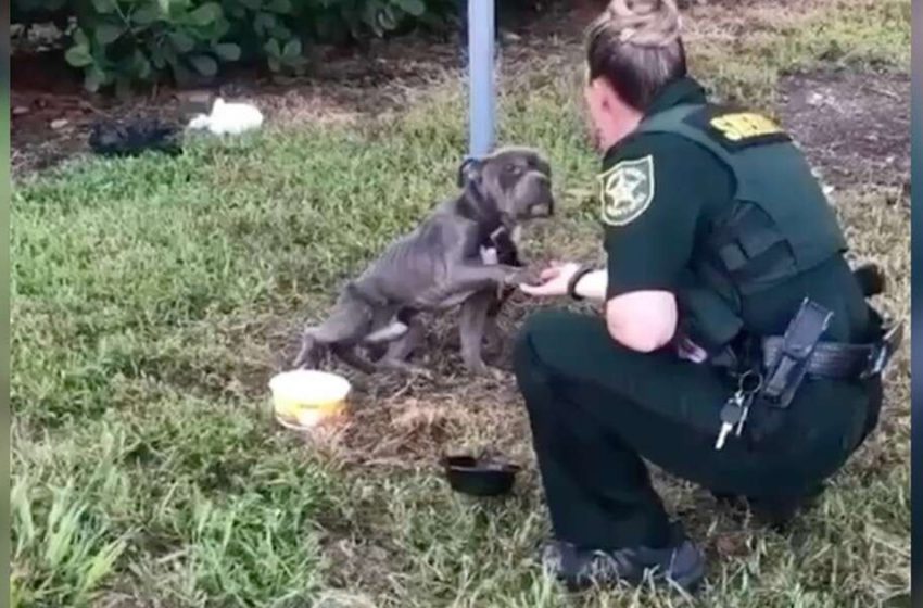  Officer managed to rescue the dog tied to pole! The animal was barely breathing…