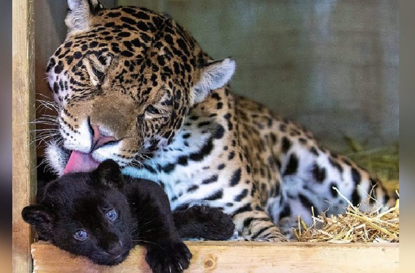  A nature reserve in Kent, England welcomes a new-born jaguar cub!