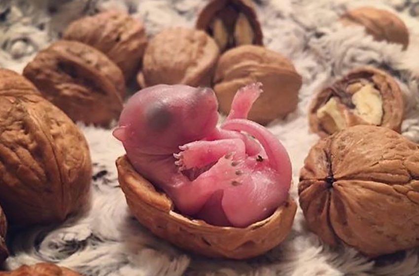  Wildlife rehabilitators rescued a newborn squirrel and took care of her! Later the animal refused to go to the wild!