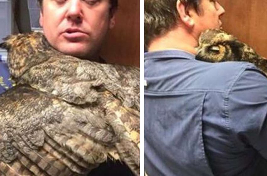  An owl expresses her gratitude to the man who saved her life! Such a touching moment!
