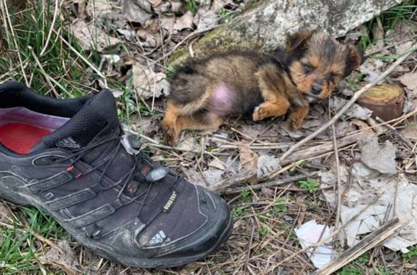  The puppy that lived on the street in an old shoe and finally found a loving family!