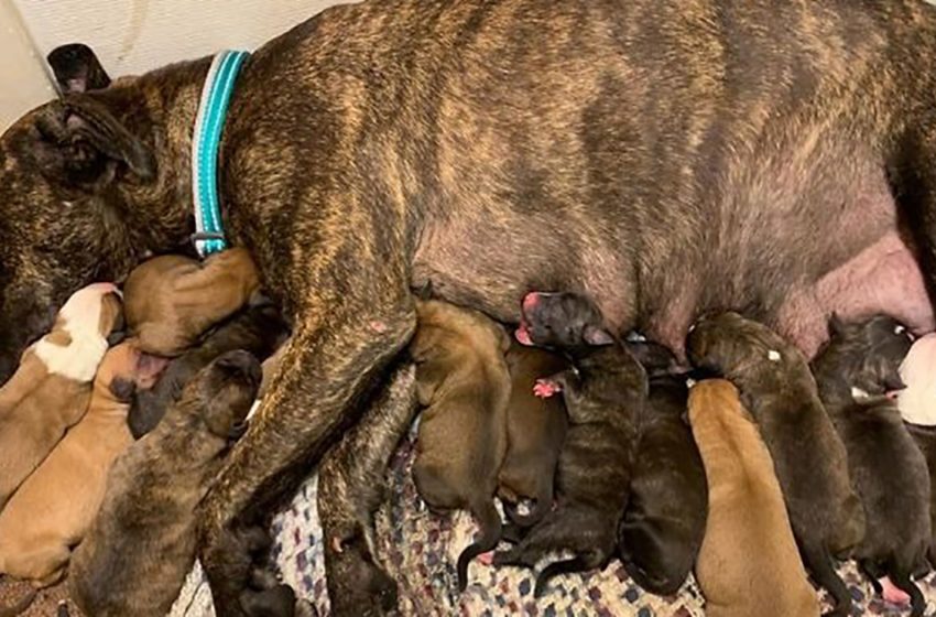  A hungry and dehydrated pregnant dog was rescued from the street! And later she gave birth to 15 healthy puppies…
