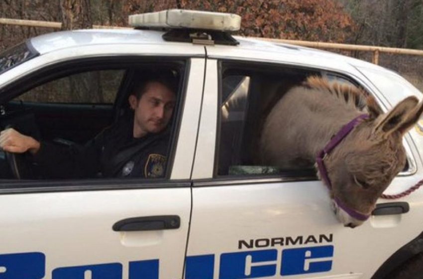  A Cop Rescued The Donkey And Rode Him In His Patrol Car
