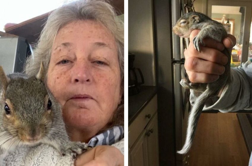  Women Adopts A Squirrel And Becomes Inseperable