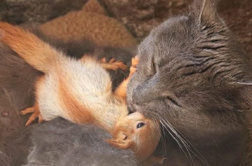  Mother cat found orphaned squirrels in the forest and began to feed them with her milk!