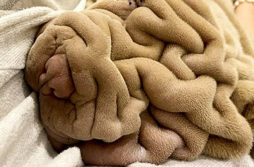  A dog that looks like a crumpled blanket!