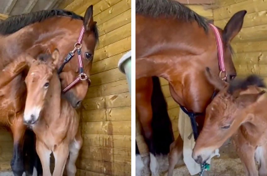  A Mother Who’s Foal Passed Away Gives Her Love To The Orphaned Foal