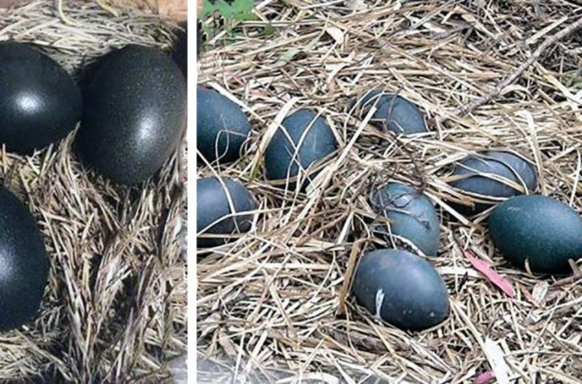  The farmer was curious about what will hatch from absolutely black eggs! The result was amazing…