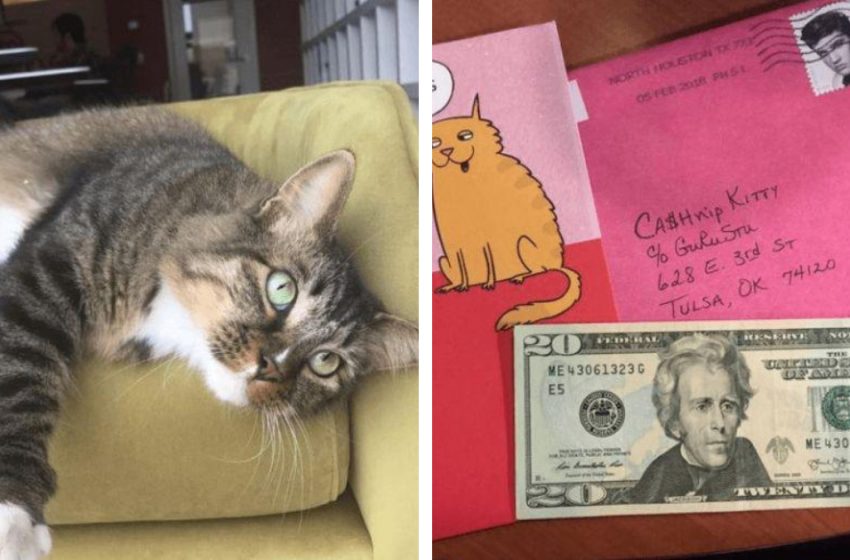  Office workers got a cat and were very surprised when he suddenly began to bring money to the office every day!