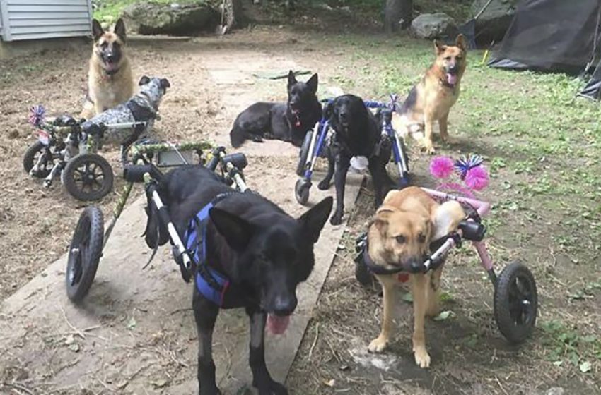  Woman Adopts Dogs With Special Needs To Prove They Are Just As Lovable