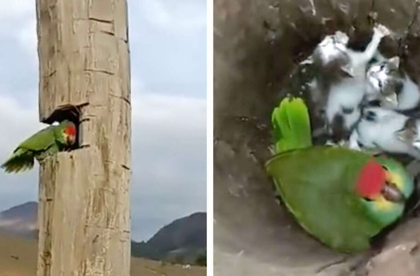  This nice parrot discovered small abandoned kittens and called for help her owners!