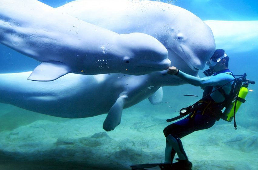  A white whale rescues a drowning diver from an icy pool!