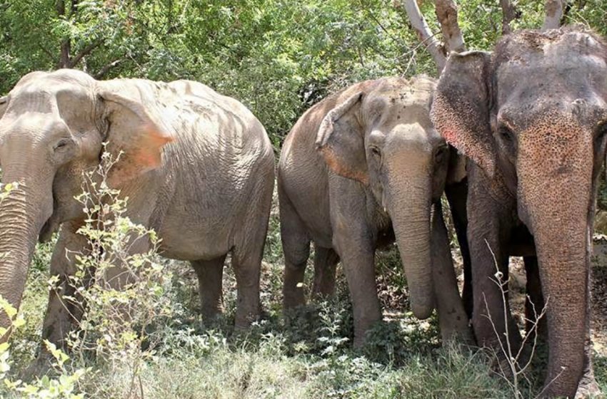  After Years Of Captivity Elephant Finally Reunties With Friends