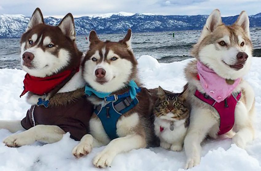  Huskies Become Best Friends And Are Now Inseperable