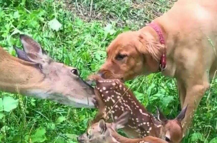  Deer Came To Introduce Her Babies To Her Dog Best Friend