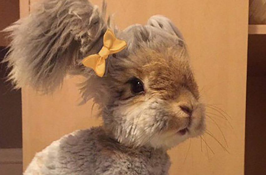  Bunny Went Viral Because Of Looking Like A Teddy Bear