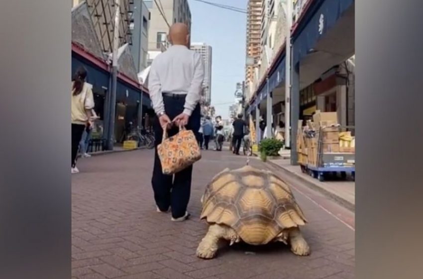  A Man Walks With His Turtle Every Morning To Show His Love Towards His Pet