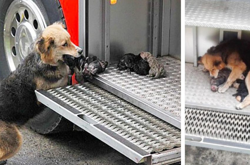  Dog Mom Saves Her Children From A Fire