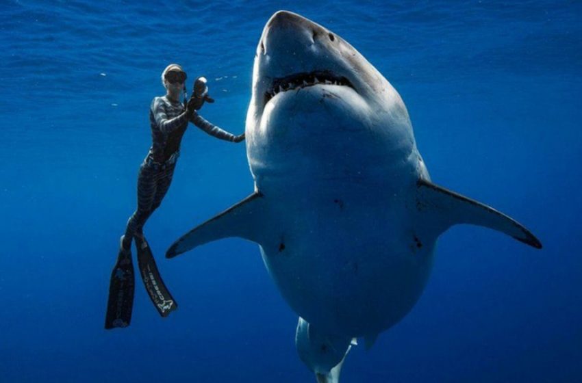  Divers Capture The Biggest Animal On Planet In Hawaii