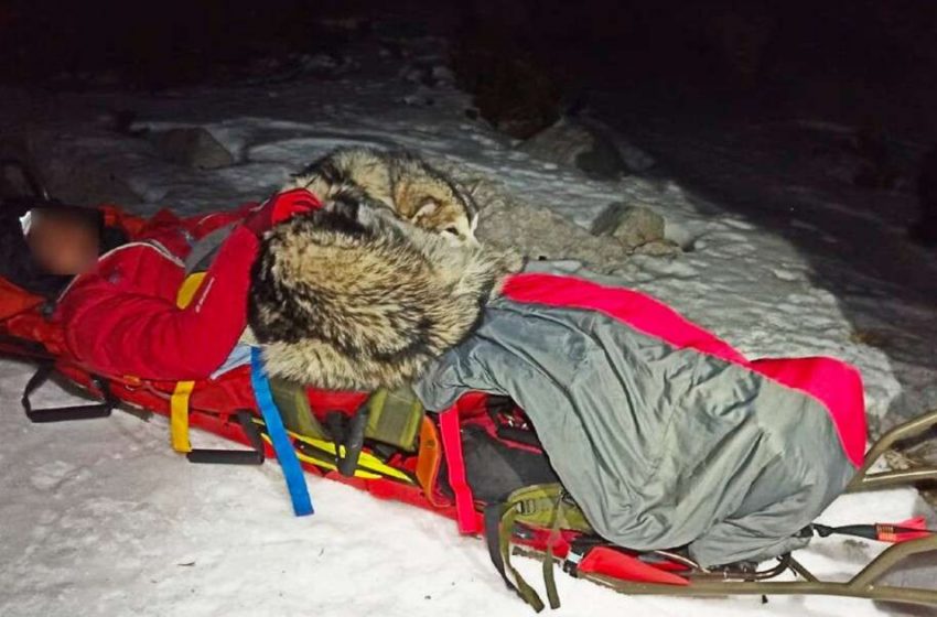  “Their Bond Is So Special.” Loyal Dog Stays By His Injured Owner