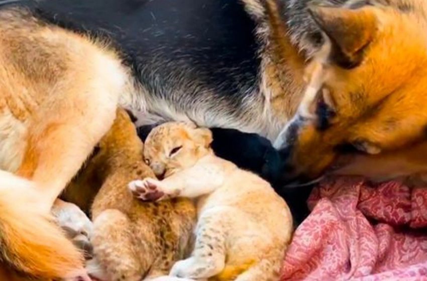  Dog Adopts Lion Babies After They Get Rejected By Their Mother