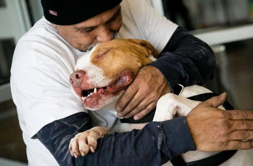  “He Is Finally Himself Again.” Dog Is Happy To Be Reunited With His Owner Again