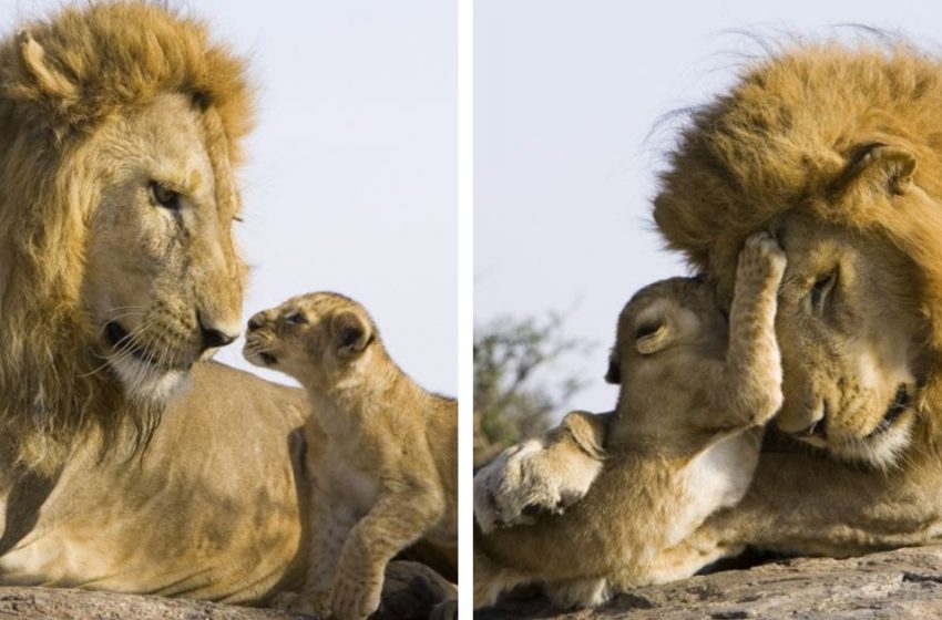  The Sweetest Moment When A Lion Meets His Son For The First Time