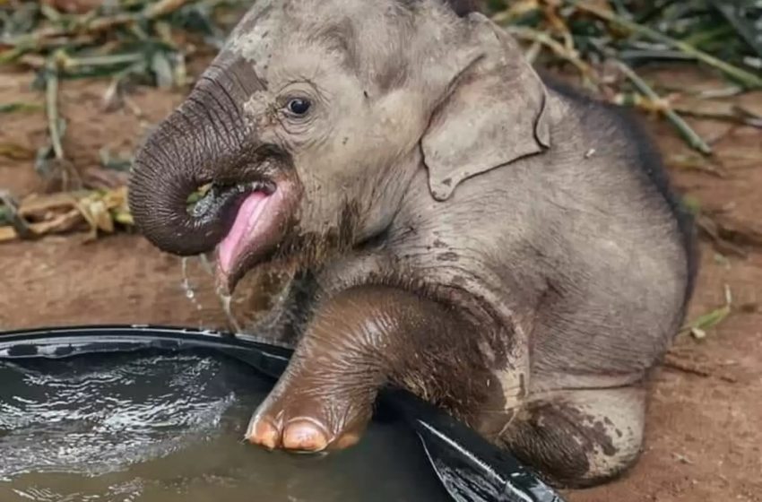  Rescued Baby Elephant Adores Taking Baths