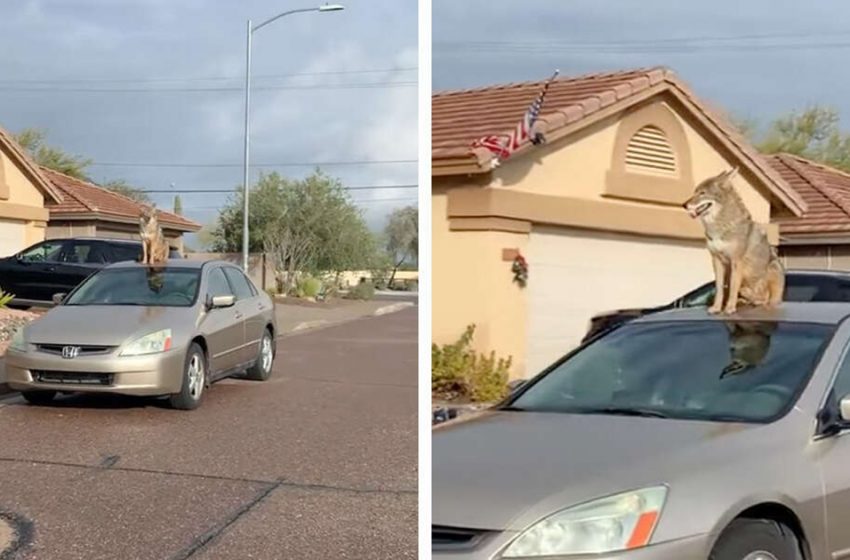  Woman Spots Someone Wild Sitting On Top Of A Car. What She Finds Out Is Quite Surprising
